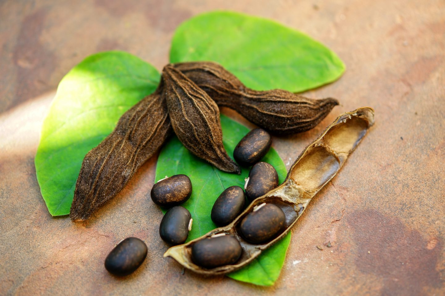 Read more about the article Mucuna pruriens: A Potent Mood Enhancer