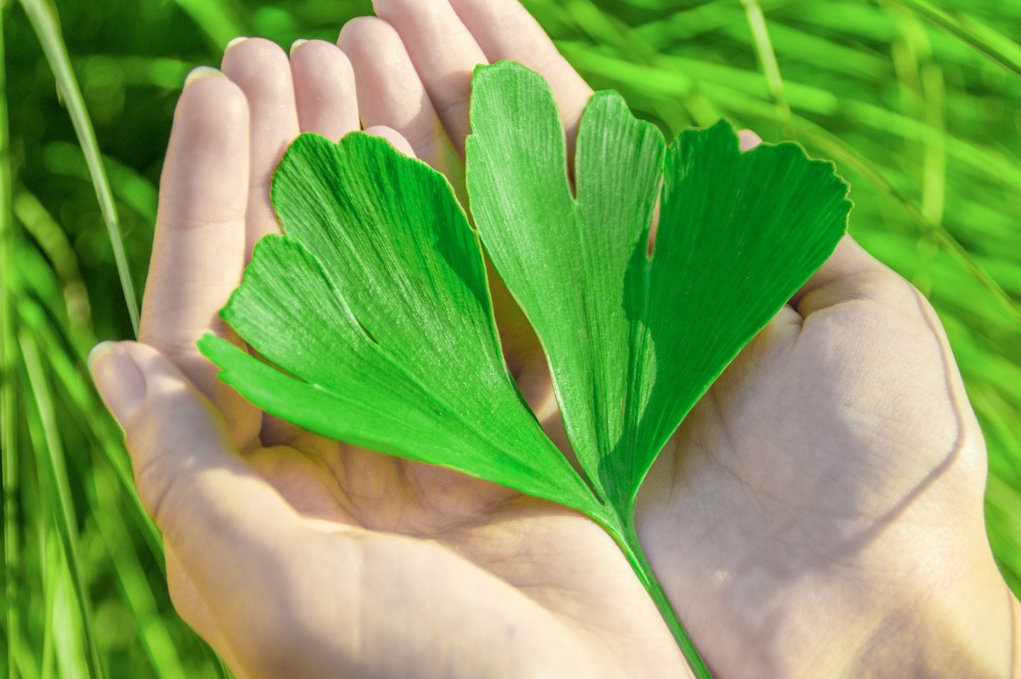 Read more about the article Ginkgo Biloba: Increase Your Mental Clarity and Performance